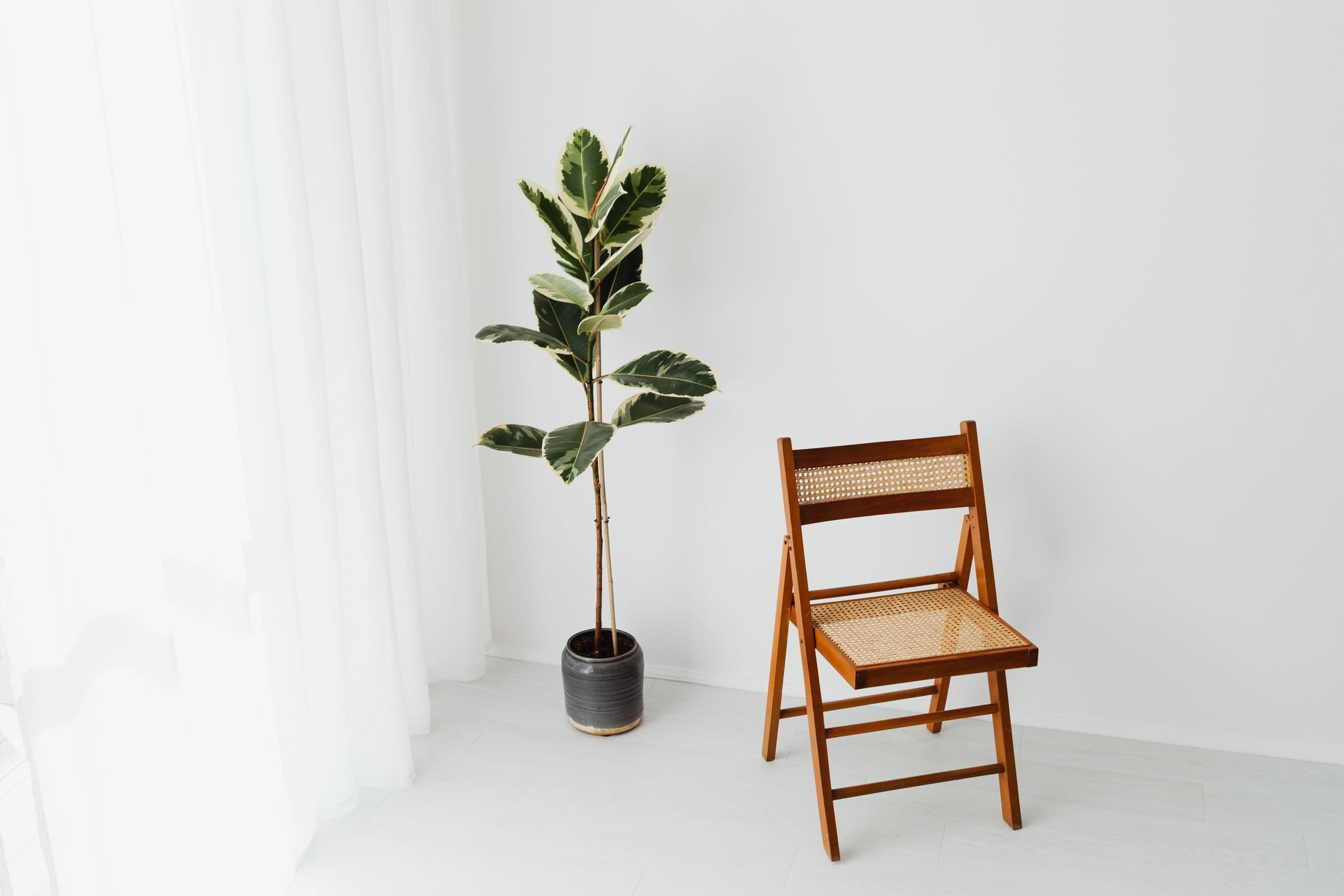 Een witte kamer met een vitrage, een rubberplant en klapstoel Rie